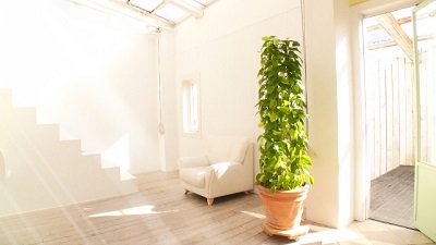 観葉植物が置いてある綺麗な部屋